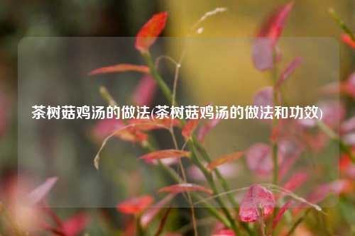 茶树菇鸡汤的做法(茶树菇鸡汤的做法和功效)
